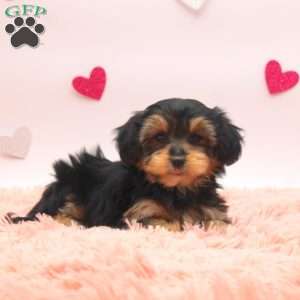 Alta, Morkie / Yorktese Puppy