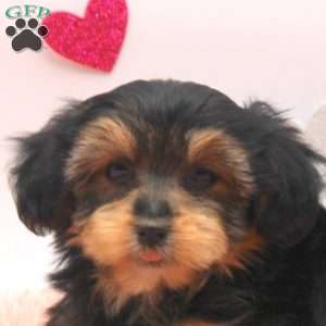 Alta, Morkie / Yorktese Puppy