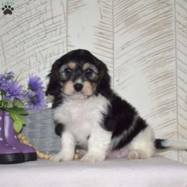 Alvin, Cavachon Puppy