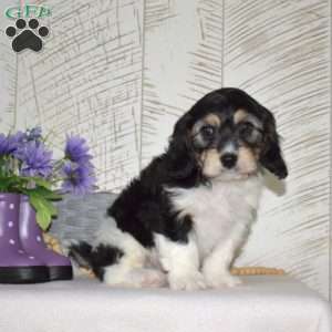 Alvin, Cavachon Puppy