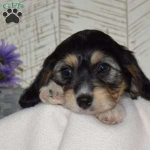 Alvin, Cavachon Puppy