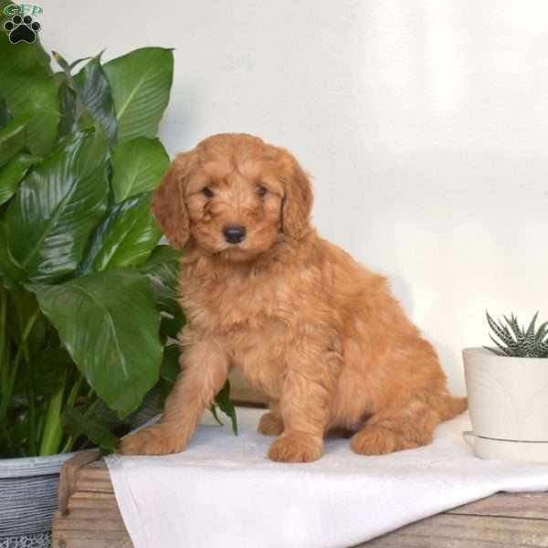 Amanda, Mini Goldendoodle Puppy