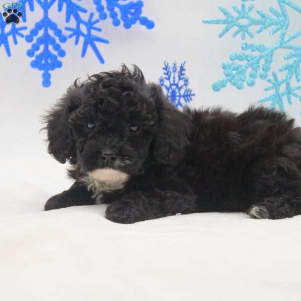 Amber, Miniature Poodle Mix Puppy