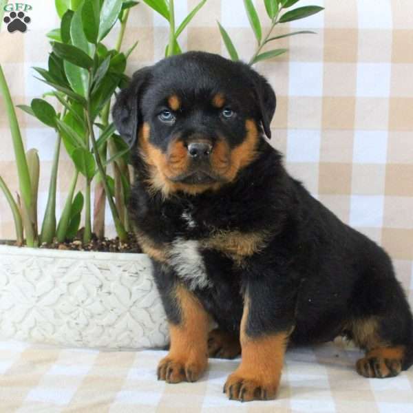 Amber, Rottweiler Puppy