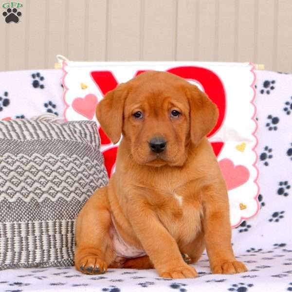 Amber, Fox Red Labrador Retriever Puppy