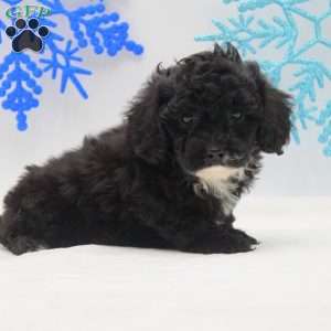 Amber, Miniature Poodle Mix Puppy