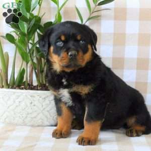 Amber, Rottweiler Puppy