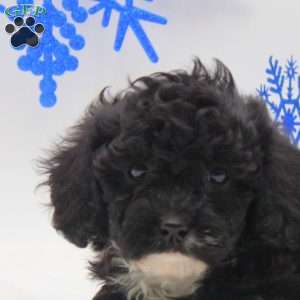 Amber, Miniature Poodle Mix Puppy