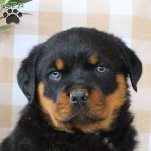 Amber, Rottweiler Puppy