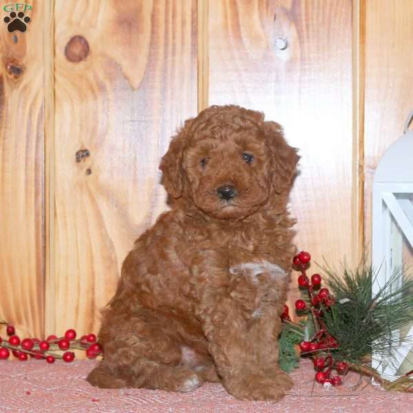 Amber, Mini Goldendoodle Puppy