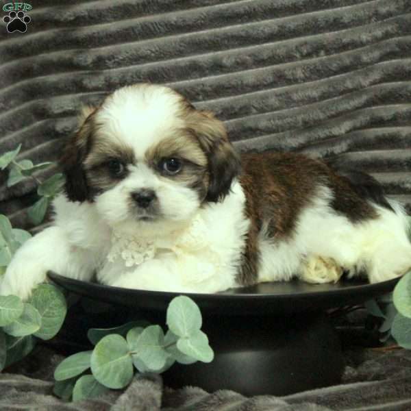 Amos, Shih Tzu Puppy