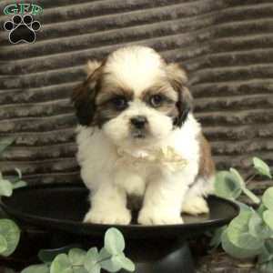 Amos, Shih Tzu Puppy