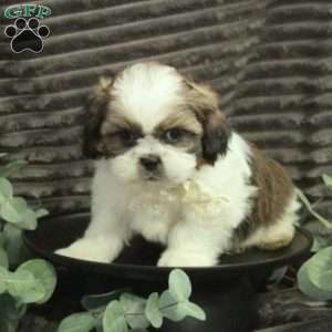 Amos, Shih Tzu Puppy