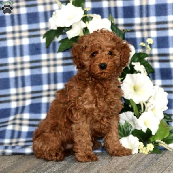 Amy, Miniature Poodle Puppy