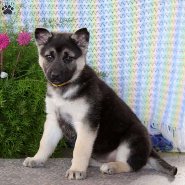 Amy, German Shepherd Mix Puppy