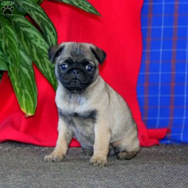 Amy, Pug Puppy