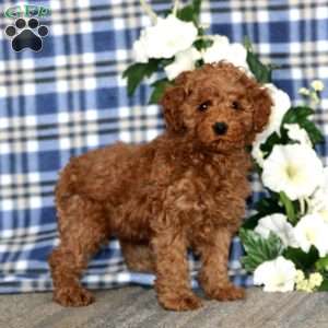 Amy, Miniature Poodle Puppy