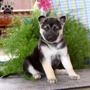 Amy, German Shepherd Mix Puppy