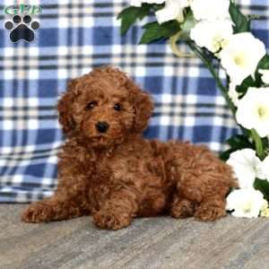 Amy, Miniature Poodle Puppy