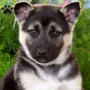 Amy, German Shepherd Mix Puppy