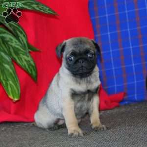 Amy, Pug Puppy