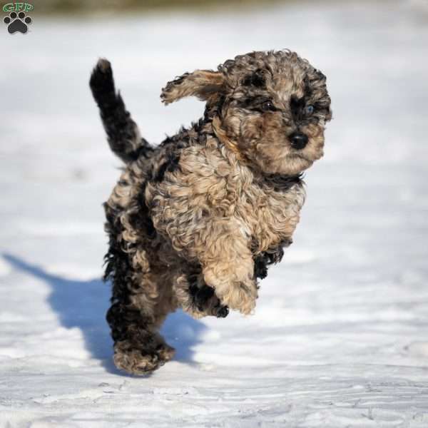 Ana, Cavapoo Puppy