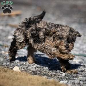 Ana, Cavapoo Puppy