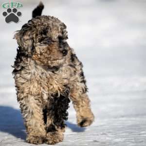 Ana, Cavapoo Puppy