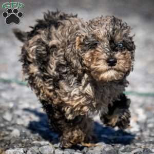 Ana, Cavapoo Puppy