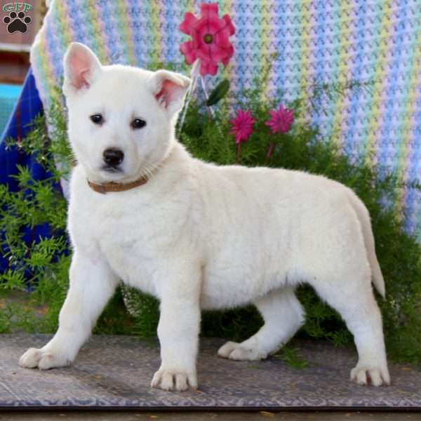 Anchor, German Shepherd Mix Puppy