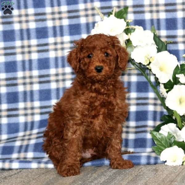 Anchor, Miniature Poodle Puppy