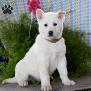 Anchor, German Shepherd Mix Puppy