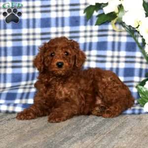 Anchor, Miniature Poodle Puppy