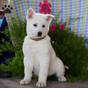 Anchor, German Shepherd Mix Puppy