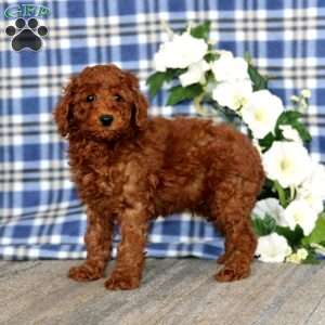 Anchor, Miniature Poodle Puppy