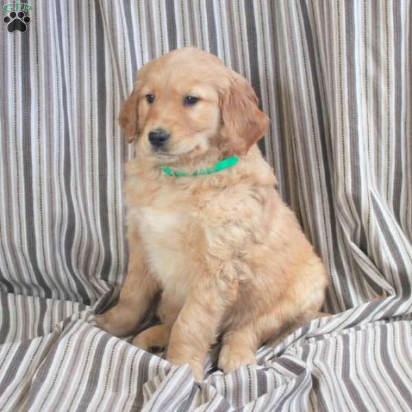 Andie, Golden Retriever Puppy