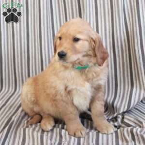 Andie, Golden Retriever Puppy