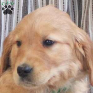 Andie, Golden Retriever Puppy