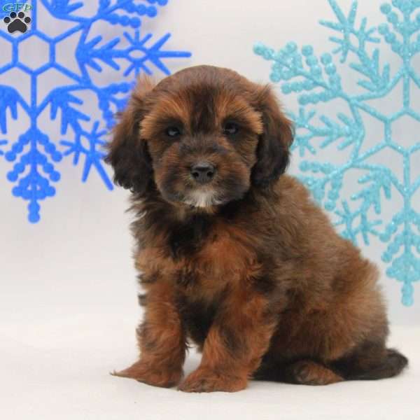 Andre, Miniature Poodle Mix Puppy