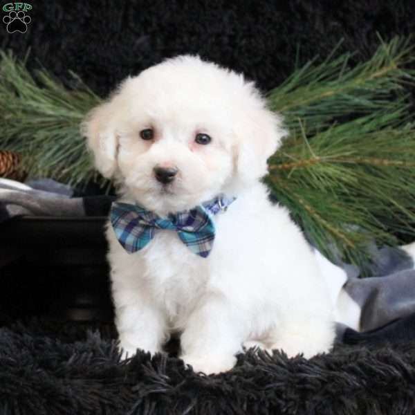 Andre, Bichon Frise Puppy