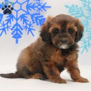 Andre, Miniature Poodle Mix Puppy