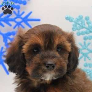 Andre, Miniature Poodle Mix Puppy