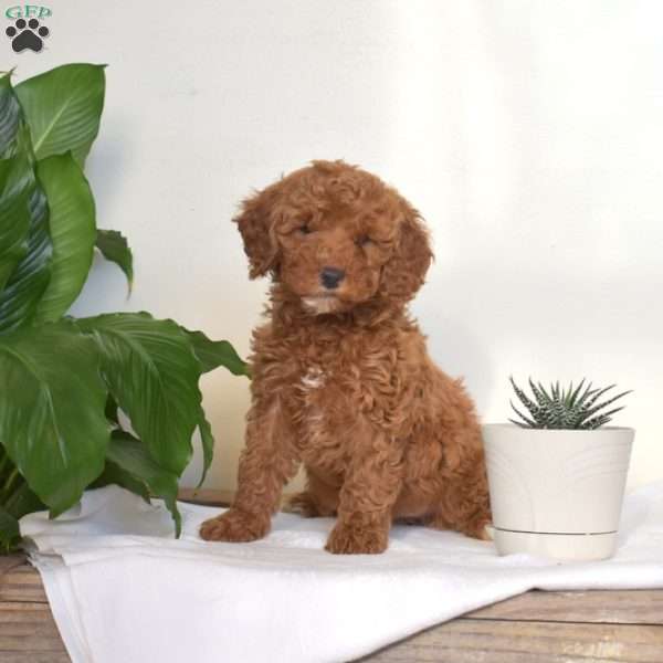 Andrea, Mini Goldendoodle Puppy