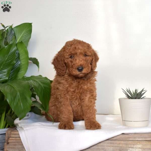 Andy, Mini Goldendoodle Puppy