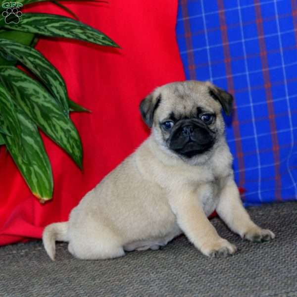 Andy, Pug Puppy