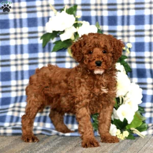 Andy, Miniature Poodle Puppy