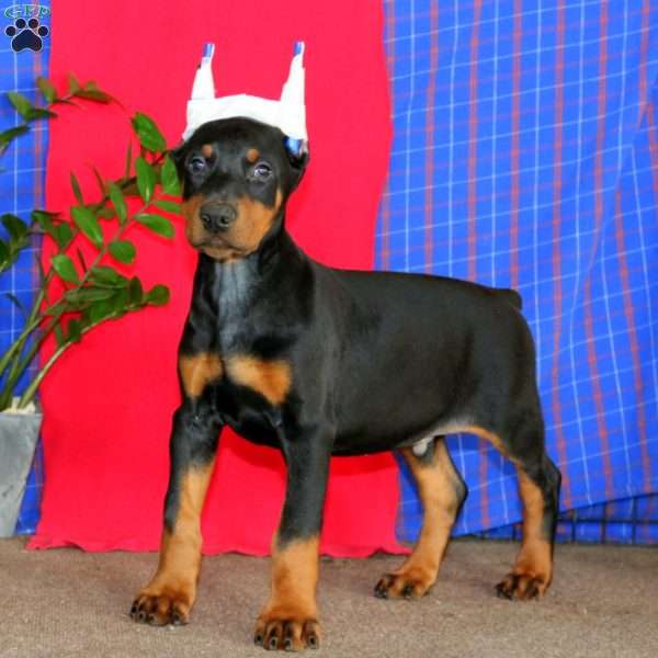 Andy, Doberman Pinscher Puppy