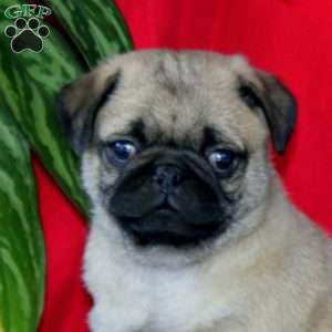 Andy, Pug Puppy