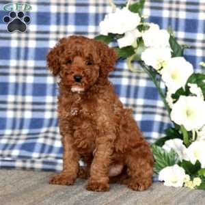 Andy, Miniature Poodle Puppy