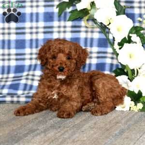 Andy, Miniature Poodle Puppy